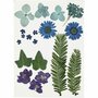 Gedroogde Bloemen en Bladeren - Blauw Gedroogde Bloemen Set - Natuurlijke Bladeren Decoratie - DIY Geperste Bloemen en Bladeren - Blauw Bloemen Decoratie - 19div