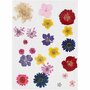 Gedroogde bloemen en bladeren, diverse kleuren, 1 doos